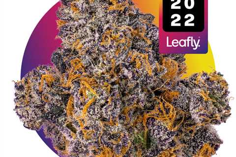 Jealousy Cannabis Strain