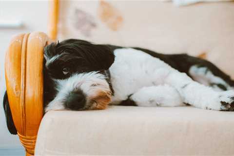 Cbd Vs Melatonin For Dogs: Which Is Best In 2023?