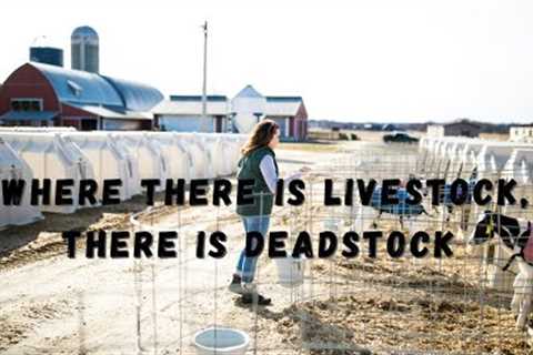 Where there is livestock, there is deadstock | Life on the DAIRY farm
