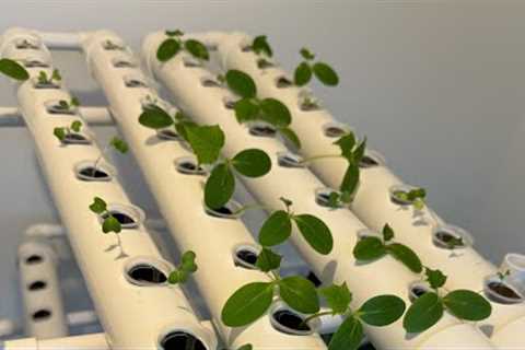 Hydroponic Gardening: Top 5 Cost-Saving Plants to Grow Without Soil