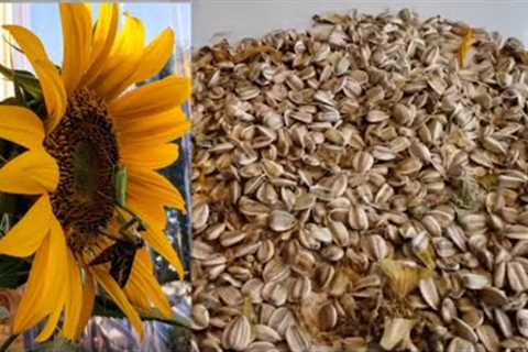 I Made Habinaro Sunflower Seeds 🌻