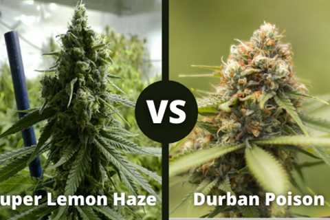 Super Lemon Haze Cannabis Seeds Vs Durban Poison Cannabis Seeds: Get To Know Which Is Right For You?