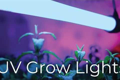 UV benefits for plants