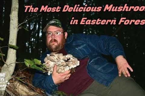 The Most Delicious Mushroom in Eastern Forests