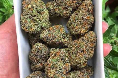 Cannabis flowers https://t.co/oA4m36JniM