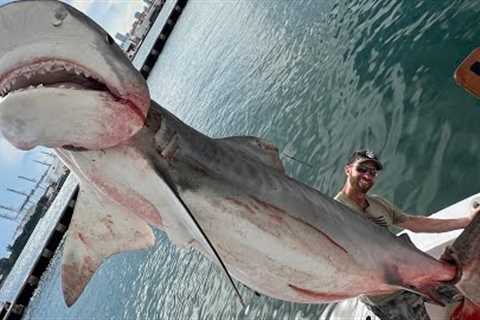12 FOOT TIGER SHARK! INSANE CATCH & COOK