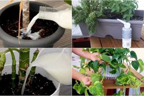 4 tips to keep your plants healthy!