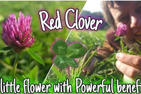 Red Clover - A Little Flower With POWERFUL benefits 🌸