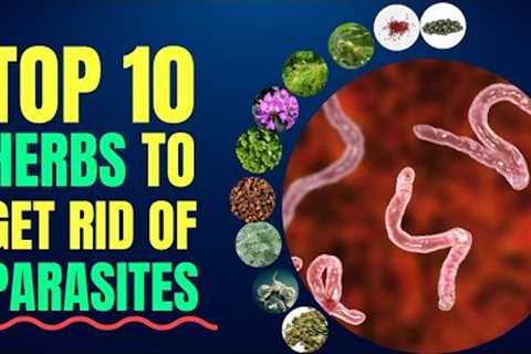 Top 10 Best Herbs To Get Rid Of Parasites | Medicinal Plants | Blissed Zone