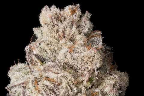 Pinkman Goo: The Crown Jewel of Photogenic Cannabis