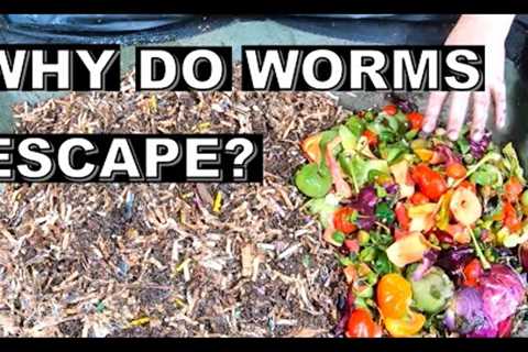 Why Do WORMS ESCAPE your worm bin- and what to do about it.