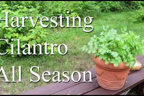Harvesting & Preserving Cilantro ( Coriander ) ~ So you can keep harvesting all season