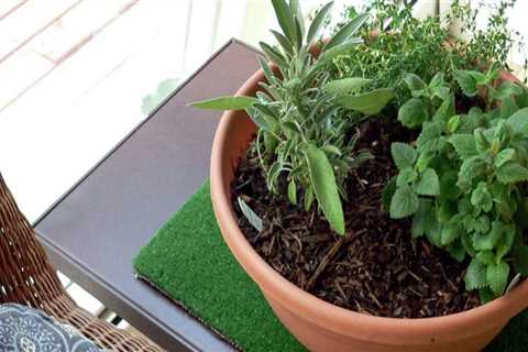 How to Water Your Indoor Herb Garden in Travis County, Texas