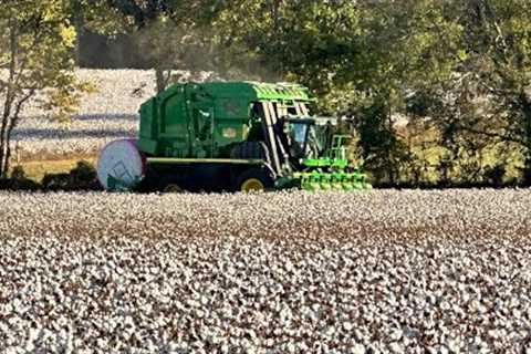 Finally Blowing Fuzz as Cotton Picking Starts