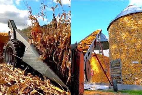 Picking Corn on a Small Family Dairy Farm! Harvest 2023! (Part Two)