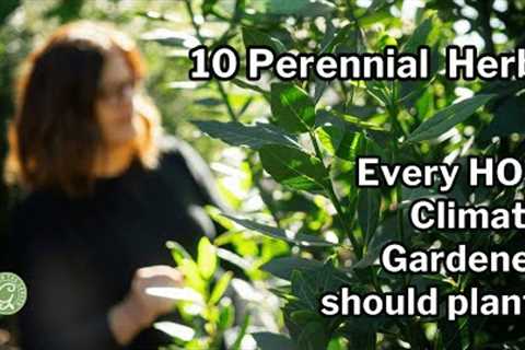 10 PERENNIAL HERBS for HOT Climates: + 10 Tips to Help Them Thrive
