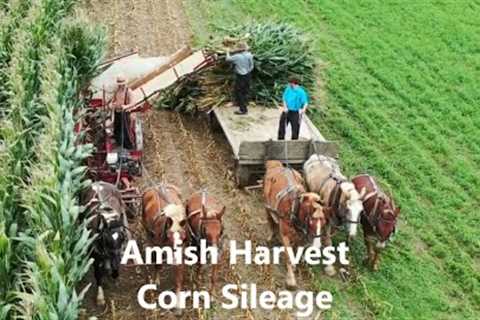 Lancaster County Amish Harvesting Corn For Silage