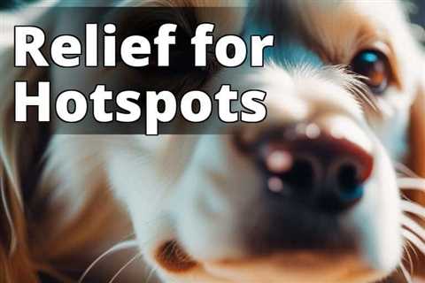 Discover the Amazing CBD Oil Benefits for Hot Spots in Dogs: Your Ultimate Guide to Natural Pet Care