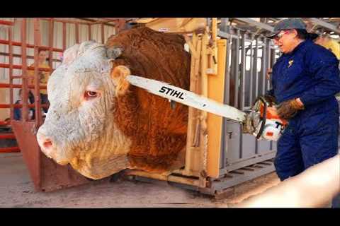 Revolutionary Dairy Farming Automated Milking Feeding & Tree Cutting