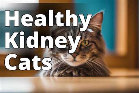 The Surprising Benefits of CBD Oil for Feline Kidney Health