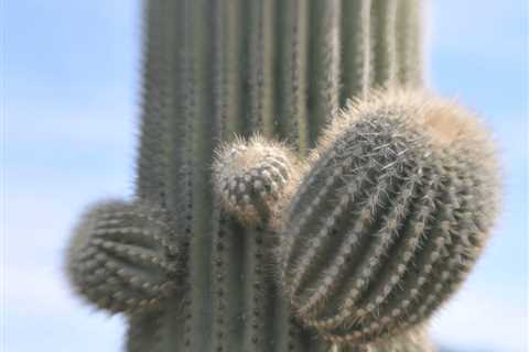 From Caterpillars to Cacti