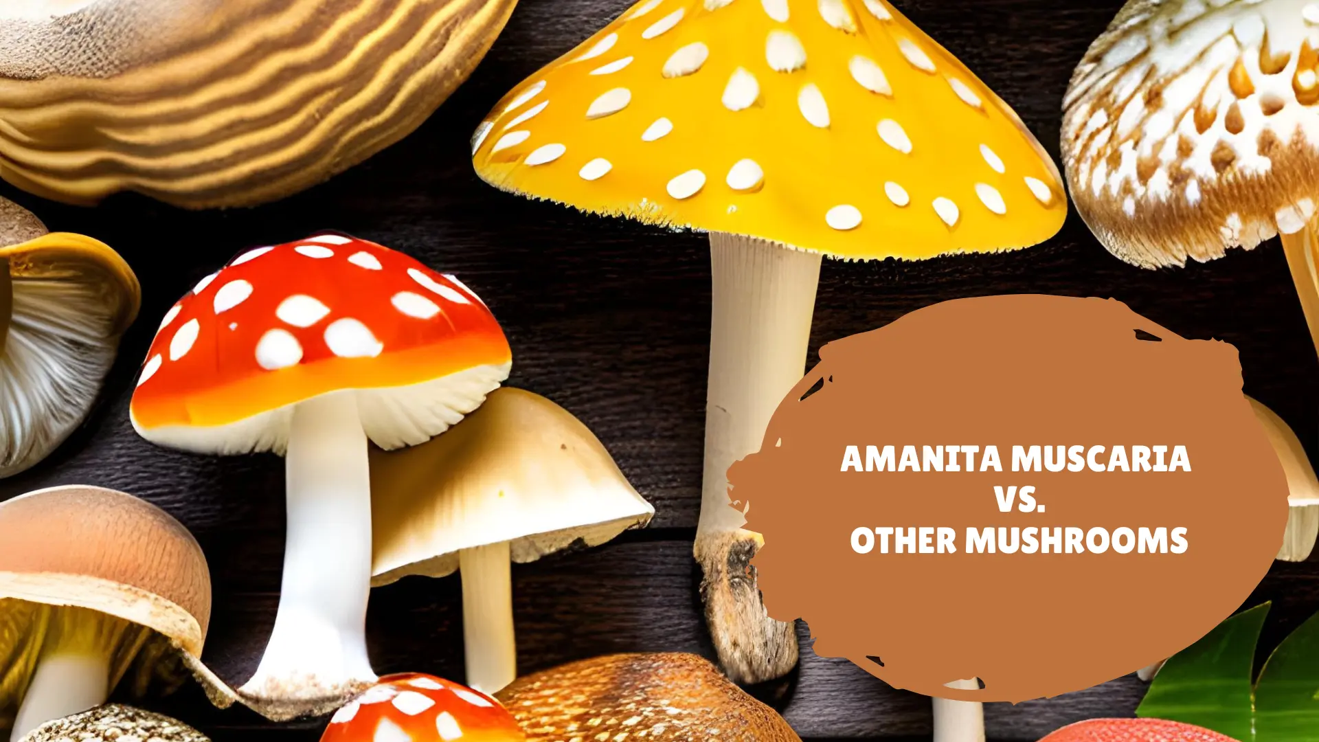 DELTA 8 THC Vs Amanita Mushroom: What You Need To Know Before Buying?