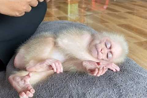 All the memorable moments of baby monkey SinSin when he was adopted into a new home and cried for hi