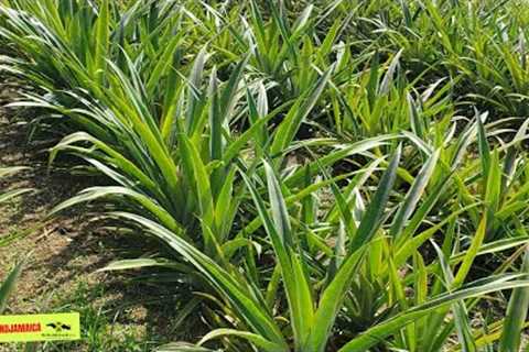 Why visitors are FLOCKING this rural Jamaican farm (pay attention)