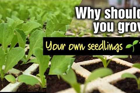 Why should you grow your own seedlings as a horticulture Farm?