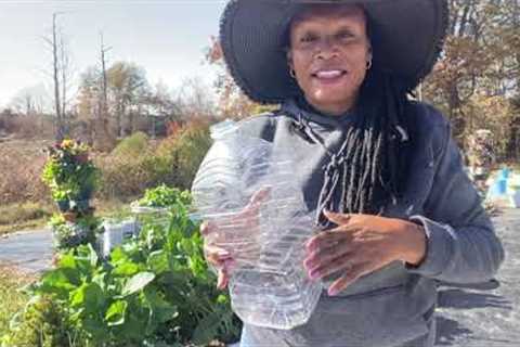 Planting herbs and Lantana using the Winter sow method; Planting Rutabagas in the garden