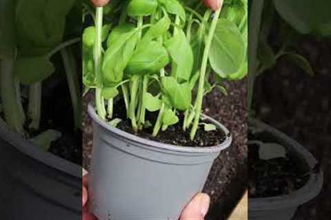 Easy Basil Growing Hack #garden #herbs