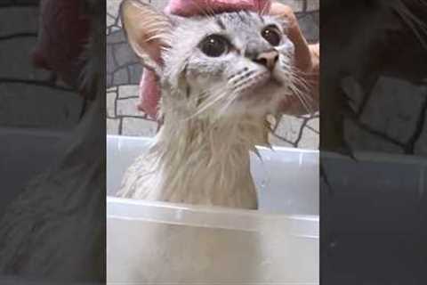 Cat relaxing in medicinal herbs bath #shorts