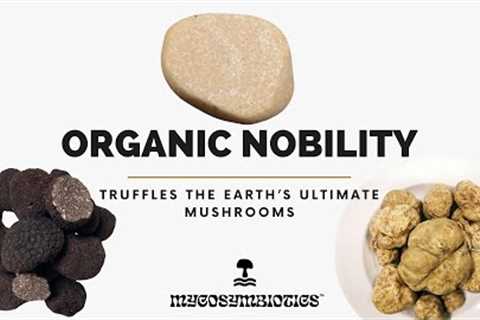 🎬 Unearth the Secrets: Support Organic Nobility: Truffles the Earth''s Ultimate Mushrooms 🍄✨