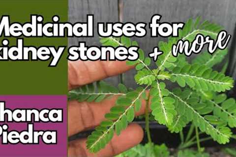 Medicinal uses of Chanca Piedra / Earth''s Medicine