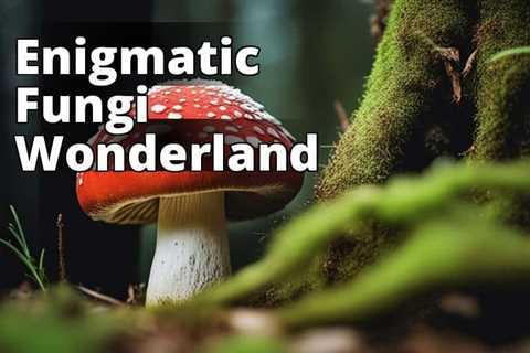 Amanita Muscaria: Exploring the Enigmatic History of the Fly Agaric Mushroom