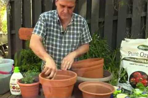Grow Organic Potted Herbs
