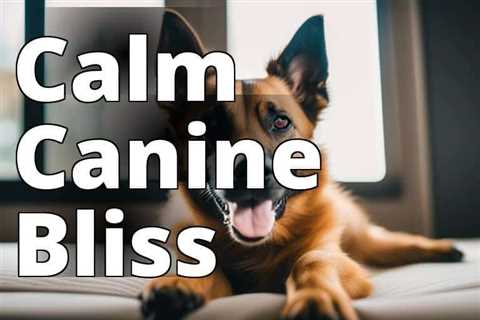 The Ultimate Guide to Using CBD Oil for Dog Anxiety: Uncover the Benefits