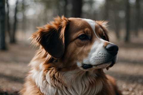 Discover the Best CBD for Dog Anxiety and Calm Your Furry Friend’s Worries