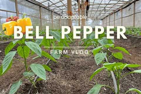 Bell Pepper | $10 Million Greenhouse | Be Adaptable and Sustainable