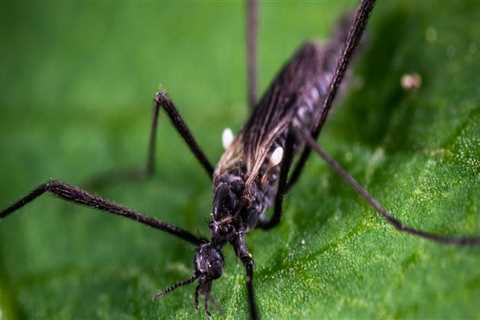 Organic Pest Control Solutions for Herbs in Travis County, Texas