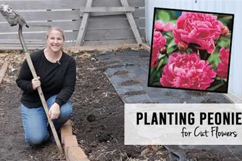 Planting Peonies for Cut Flowers in December!  Sunshine and Flora Flower Farm