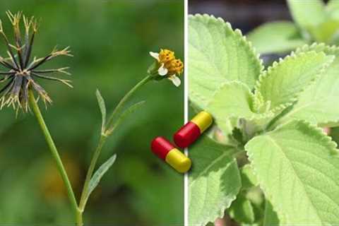 20 MEDICINAL and MIRACULOUS Plants You Should Have in Your Home