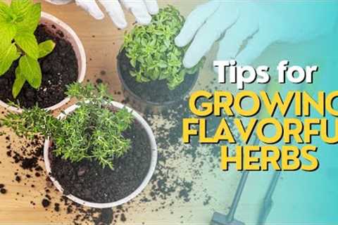 Tips for Growing Flavorful Herbs