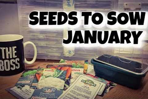 Seeds To In January [What SEEDS Can  I Grow I JANUARY 2024] #seedstarting