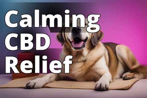 Best CBD for Dogs Anxiety: Expert Tips for Calming Anxious Pets Naturally