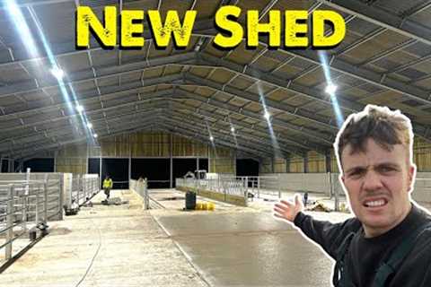 Cattle Shed Update | Ready For Cows