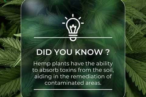 The unknown fact about Hemp: Phytoremediation  Ask us about Hemp clothing…