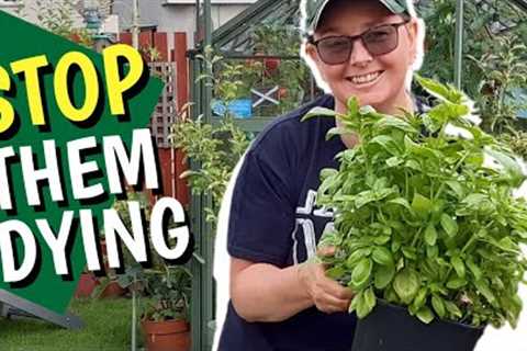 How to keep shop bought herbs alive