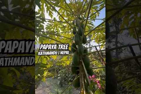 #papayatree #GrowYourOwn #YoutubeShorts #Nepal #organic #farming #nepal 🇳🇵