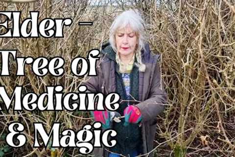 Elder - Tree of Magic and Medicine